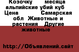 Козочку  2,5 месяца  альпийские убий куб! › Цена ­ 3 000 - Самарская обл. Животные и растения » Другие животные   